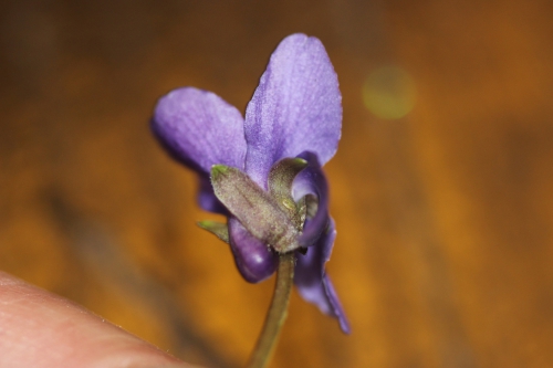 7 violette veneux 16 janv 2015 051.jpg