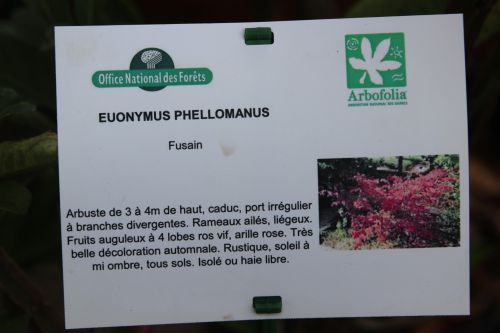 2 euo phellomanus barres 12 oct 2013 005 (2).jpg
