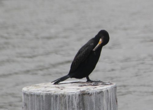 cormoran paris 10 nov 2012 023.jpg