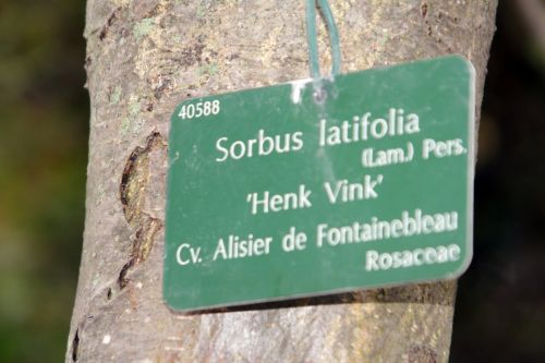6 sorbus latifolia paris 10 nov 2012 070.jpg