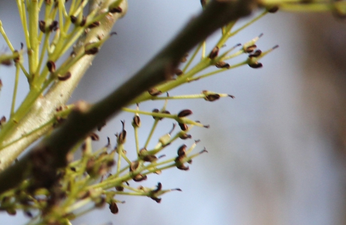 fraxinus angustifolia rec paris 31 janv 2015 133 (6).jpg