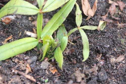 10 zanthoxylum subtrifoliatum veneux 26 fév 2017 007.jpg