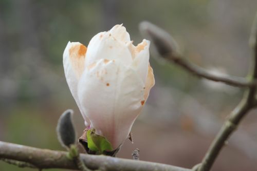 magnolia soul manchu fan gb 9 avril 2012 134.jpg