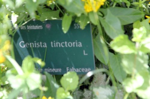 genista tinctoria 1 paris 23 juin 2012 032 (4).jpg