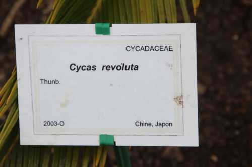 cycas revoluta marnay 8 mai 2014 061 (2).jpg