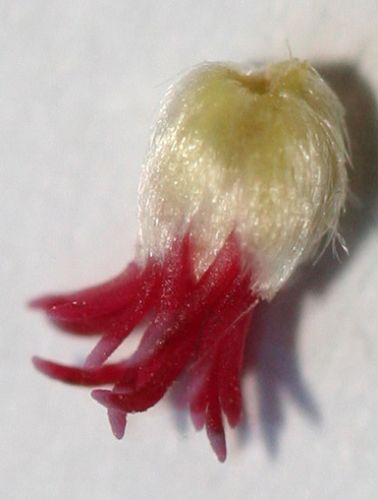 corylus fleur f 19 fev 006.jpg