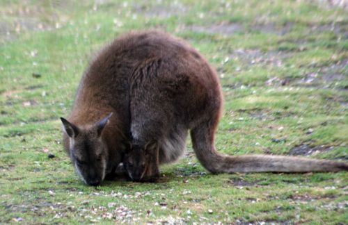 wallaby bébé broute paris 10 juin 024.jpg
