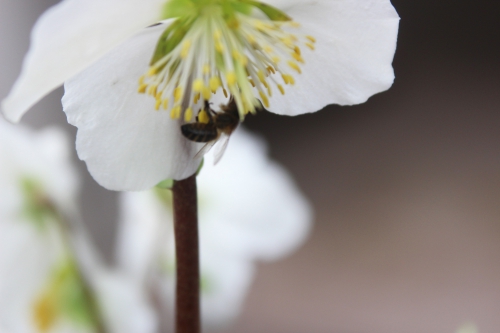 abeille hellébore veneux 1 fev 2017 001 (7).jpg