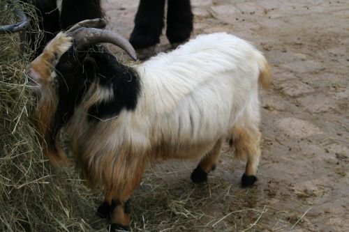 chèvre naine Senegal paris 9 fev 035.jpg