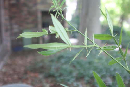 7 zanthoxyllum subtrifoliatum 20 août 2015 006.jpg