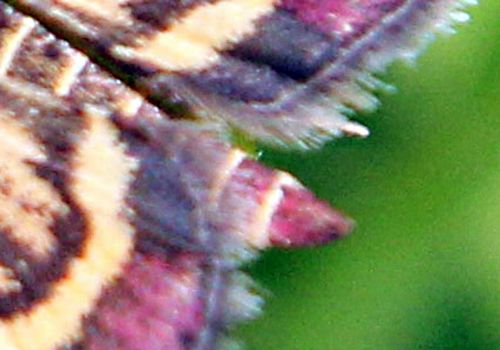 pyrausta purpuralis cul romi 3 juil 2012 p 037.jpg