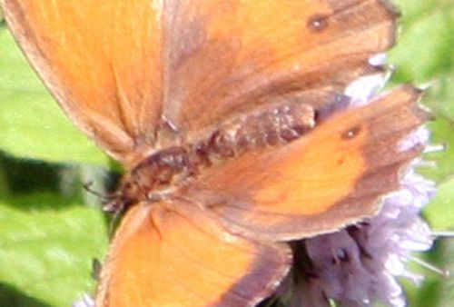 femelle amaryllis abdomen  romi 24 juil 080.jpg
