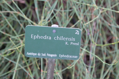 18 ephedra chilensis paris 31 janv 2015 065.jpg