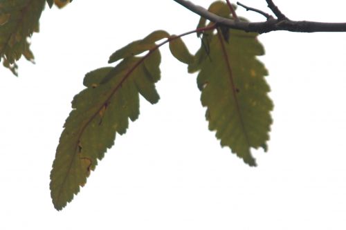 2 sorbus latifolia paris 10 nov 2012 070 (3).jpg