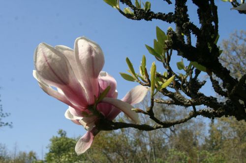 5 magnolia sou barres 9 avril 2011 065.jpg