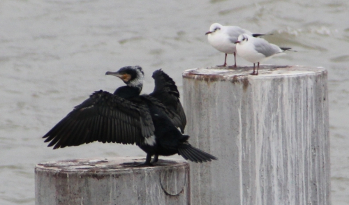 2 cormoran paris rec 31 janv 2015 204 (2).jpg