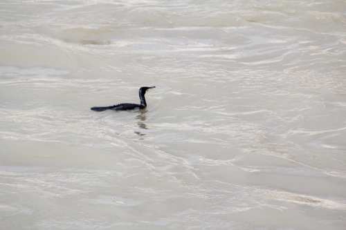 4 cormoran paris 31 janv 2015 207 (6).jpg