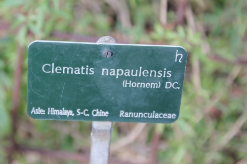 i clematis napaulensis paris 31 janv 2015 098.jpg