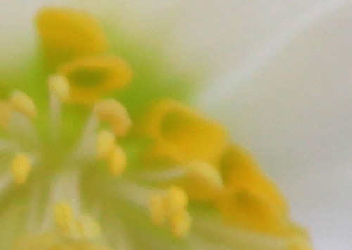 13 helleborus hgc jacob petales veneux 7 dec 2015 002 (2).jpg