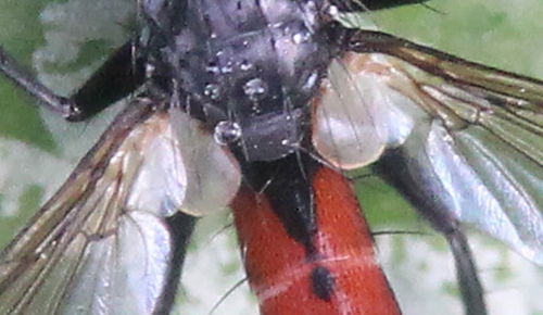5 cylindromyia bicolor cuilleron romi 11 oct 2015 (1).jpg