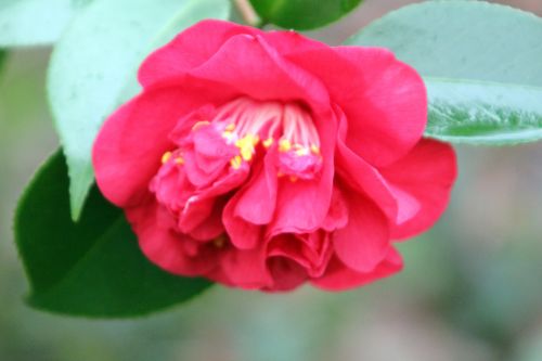 camellia kramer's 1 janv 2012 001.jpg