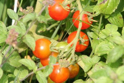 tomates romi 9 août 038.jpg