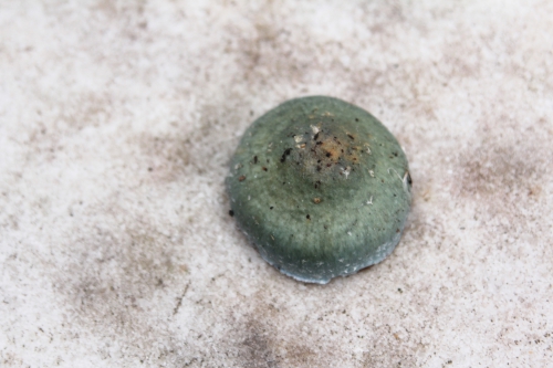 22 champignon veneux 6 déc 2014 008 (1).jpg