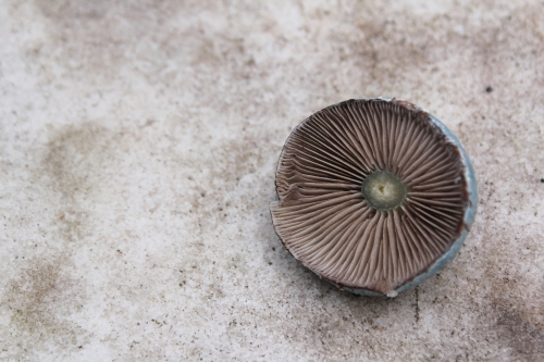 champignon veneux 6 déc 2014 008 (2).jpg