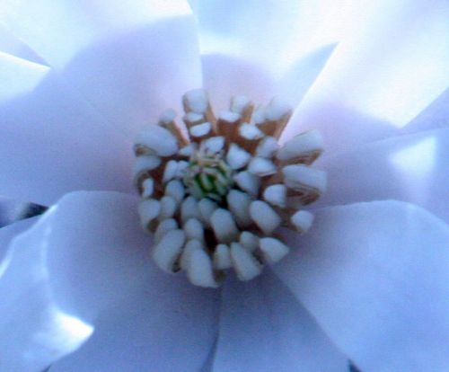 magnolia stel coeur paris 23 mars 124.jpg