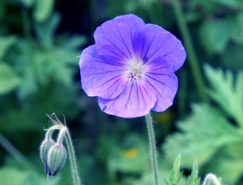 geranium orion 1 fl romi 28 mai 020.jpg