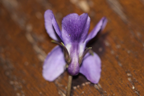 4 violette veneux 16 janv 2015 046.jpg