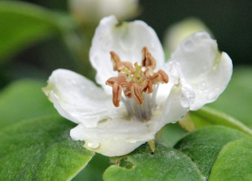 cydonia krymsk fleur veneux 21 avril 2014 002 (2).jpg