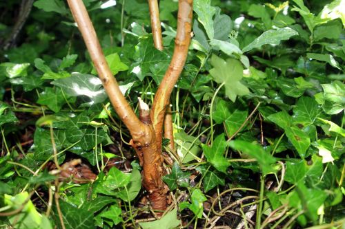 hydrangea quercifolia veneux 24 juin 2012 018.jpg
