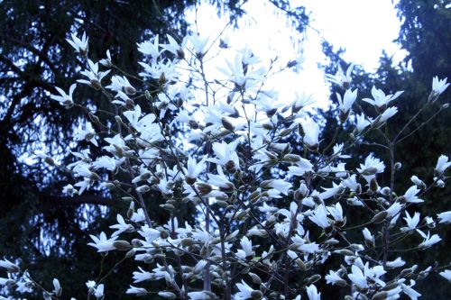 4 magnolia proctoriana paris 23 mars 015.jpg