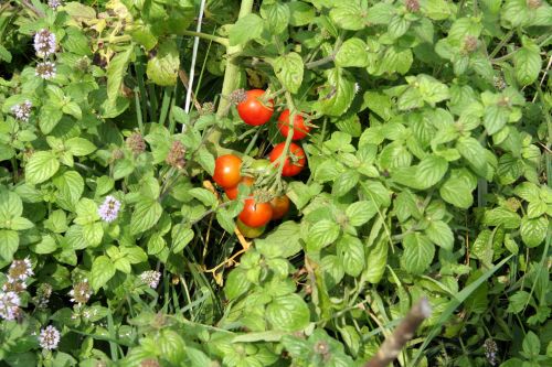 tomates romi 9 août 040.jpg