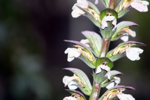 acanthus mollis fl paris 1 dec 061.jpg