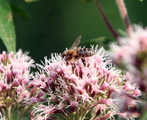 eupatoire abeille romi 9 août 187.jpg