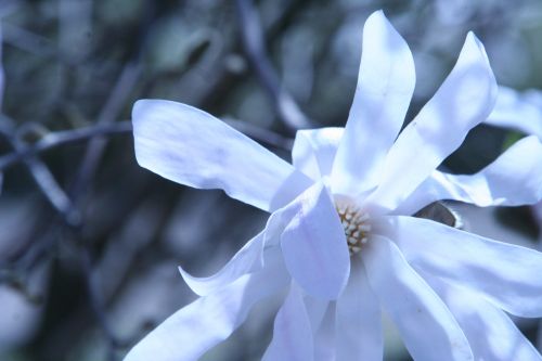 magnolia stel paris 23 mars 122.jpg
