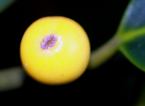 amber fruit veneux 15 janv 2012 019.jpg