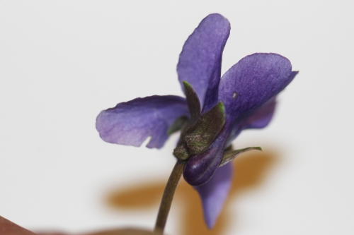 6 violette veneux 16 janv 2015 050.jpg