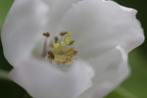 cydonia krymsk fleur veneux 25 avril 2015 068.jpg