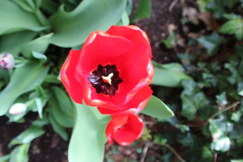 6 tulipes veneux 16 avril 2016 005 (2).jpg