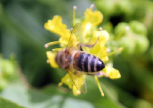 ruta graveolens abeille paris 23 juin 2012 038 (2).jpg