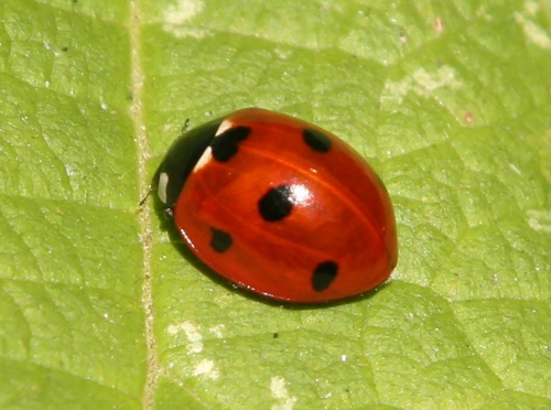 2 coccinelle trifouilly 22 sept  2010 007.jpg