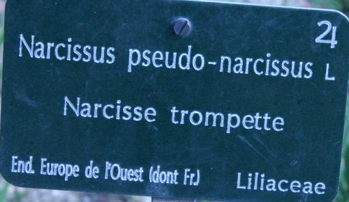 narcissus pseudo paris 23 mars 092.jpg