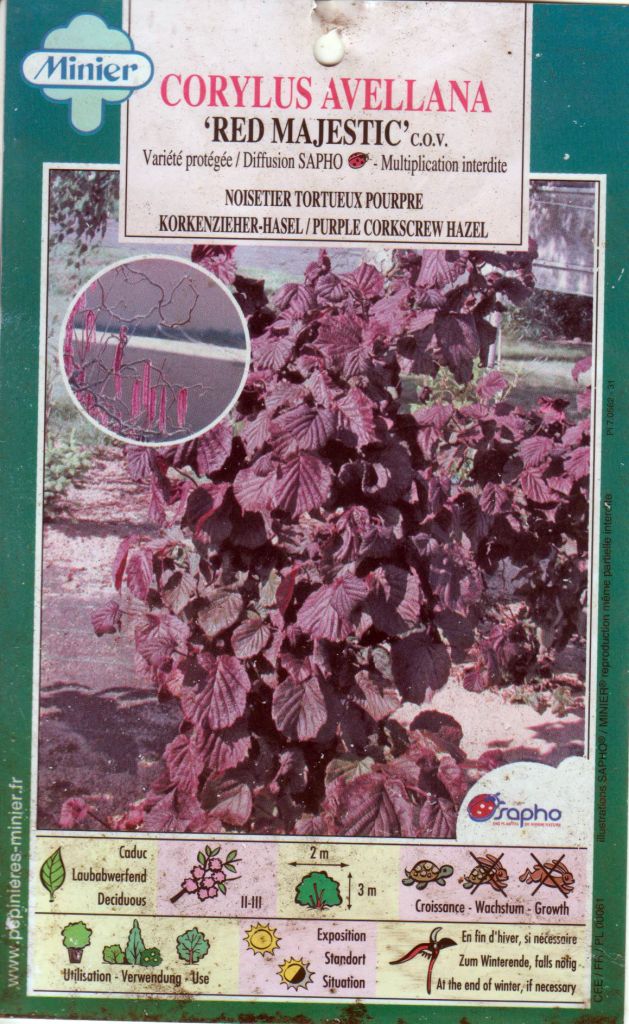 Noisetier Tortueux Pourpre 'Red Majestic' - Corylus Avellana En Pot 3-4L - Arbuste Fruitier Décoratif, Feuillage Pourpre