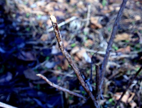 arbutus branches rongées romi 17 janvier 013.jpg
