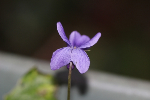 3 violette veneux 16 janv 2015 043.jpg