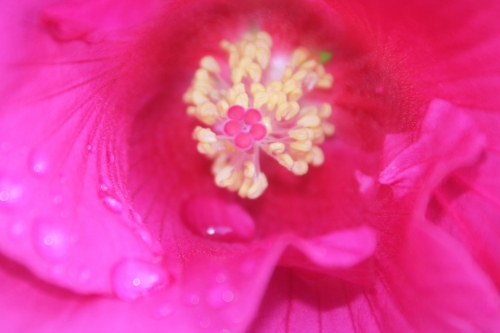 3 hibiscus mutabilis veneux 6 oct 2017 005.jpg