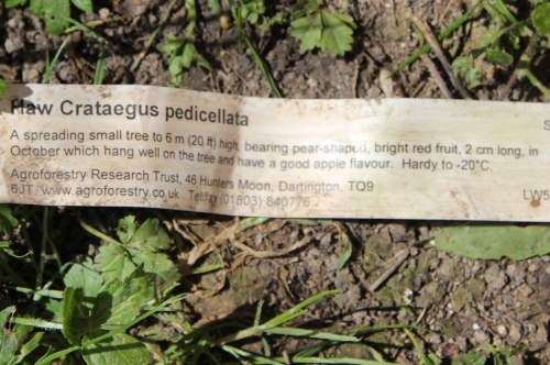 6 crataegus pedicellata romi 15 mai 2014 070.jpg
